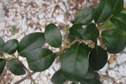 <strong>Pisonia aculeata - Ramon, Laurence - 135</strong><br />© Ramon, Laurence